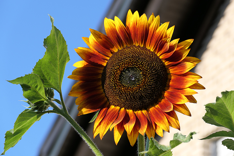 Sonnenblume Elisabeth-Hospiz